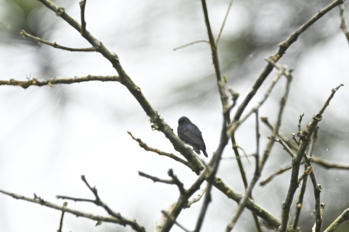 Long-billed Starthroat - ML646401842
