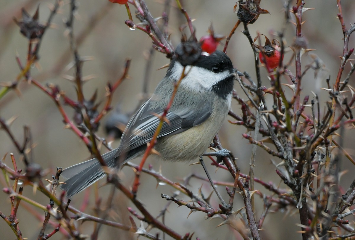 Black-capped Chickadee - ML646401845