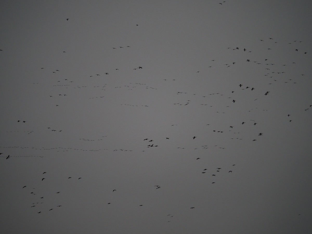 Greater White-fronted Goose (Eurasian) - ML646401851