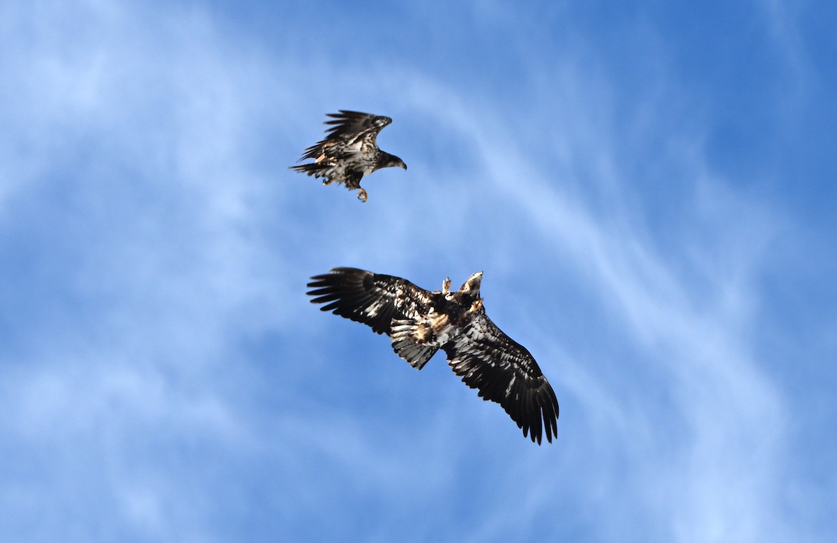 Bald Eagle - ML646401852