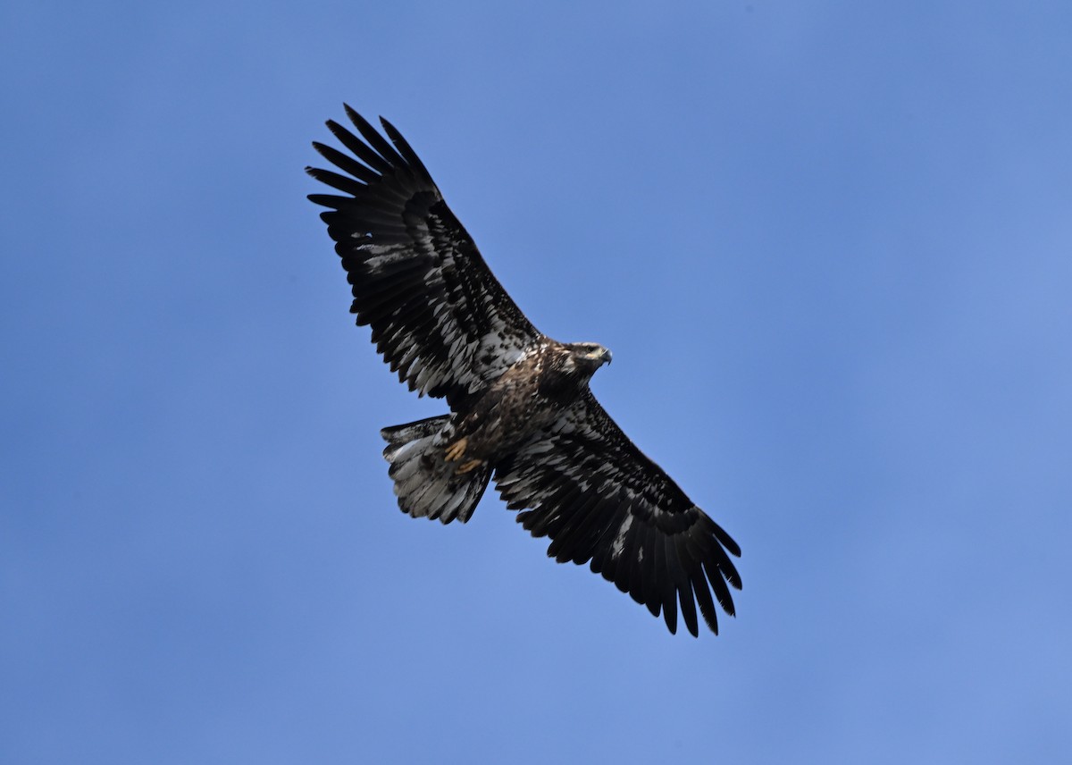 Bald Eagle - ML646401853
