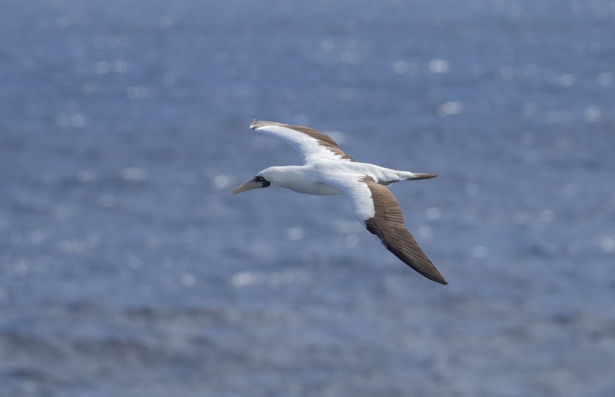 藍臉鰹鳥 - ML646401855