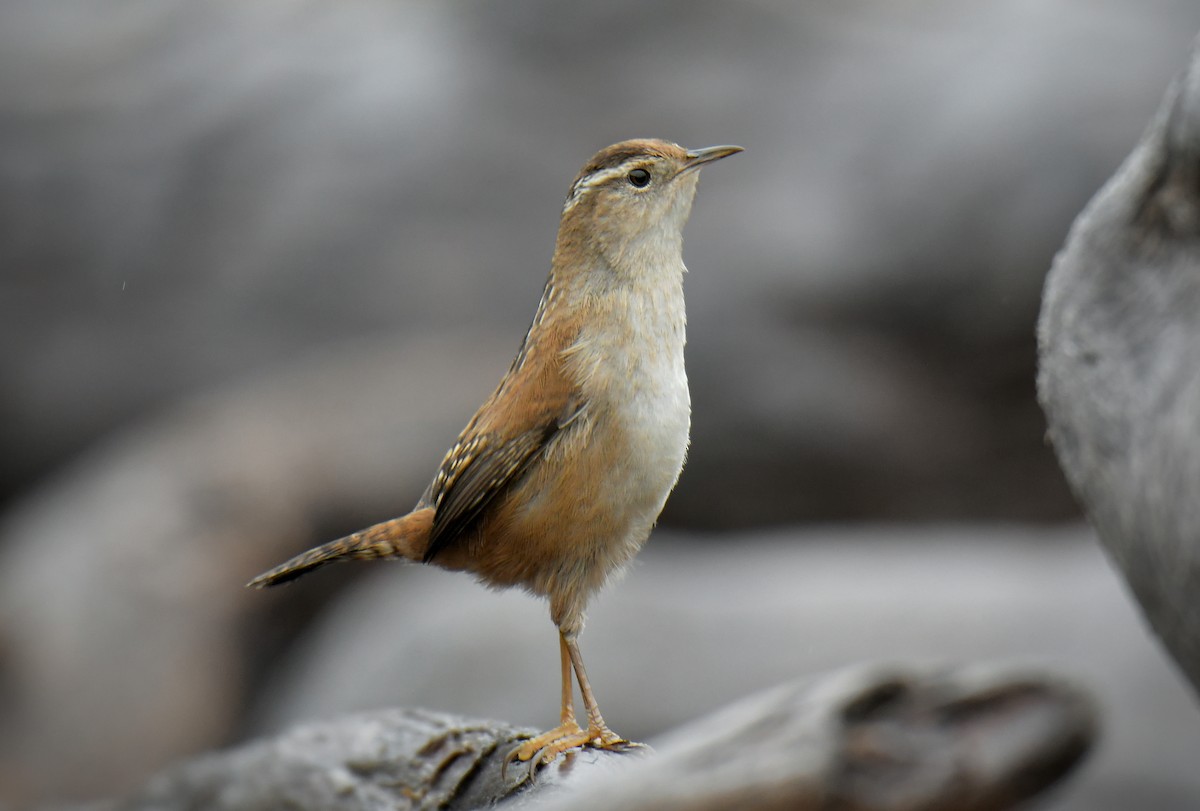 Marsh Wren - ML646401856