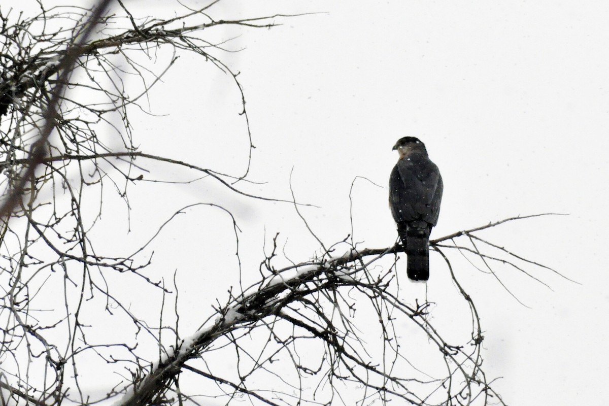 Cooper's Hawk - ML646401857