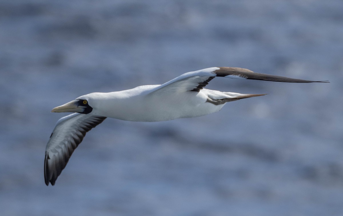 藍臉鰹鳥 - ML646401861