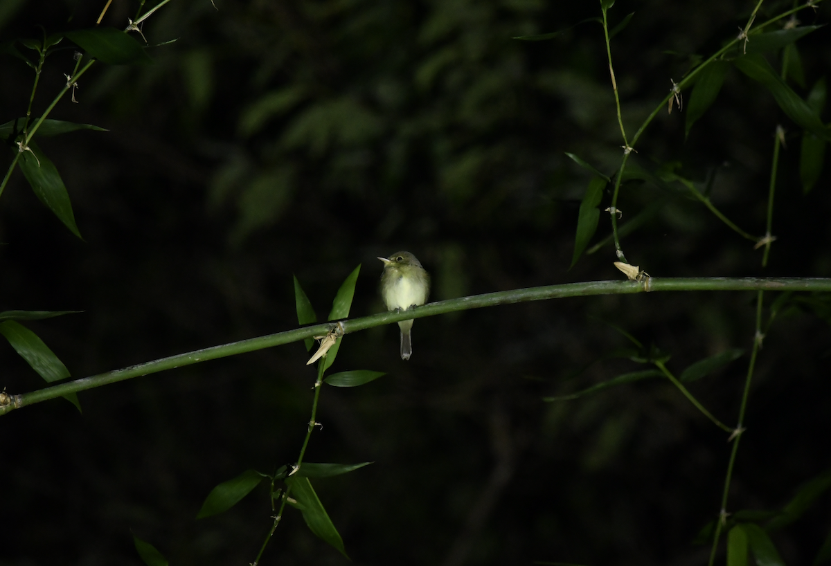 Acadian Flycatcher - ML646401863
