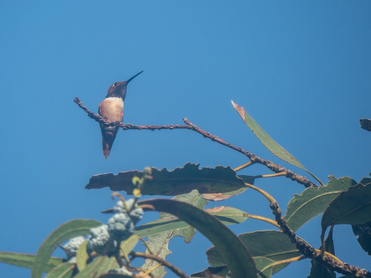 Allen's Hummingbird - ML646401864