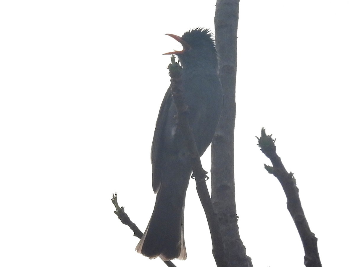 Malagasy Bulbul - ML646401873