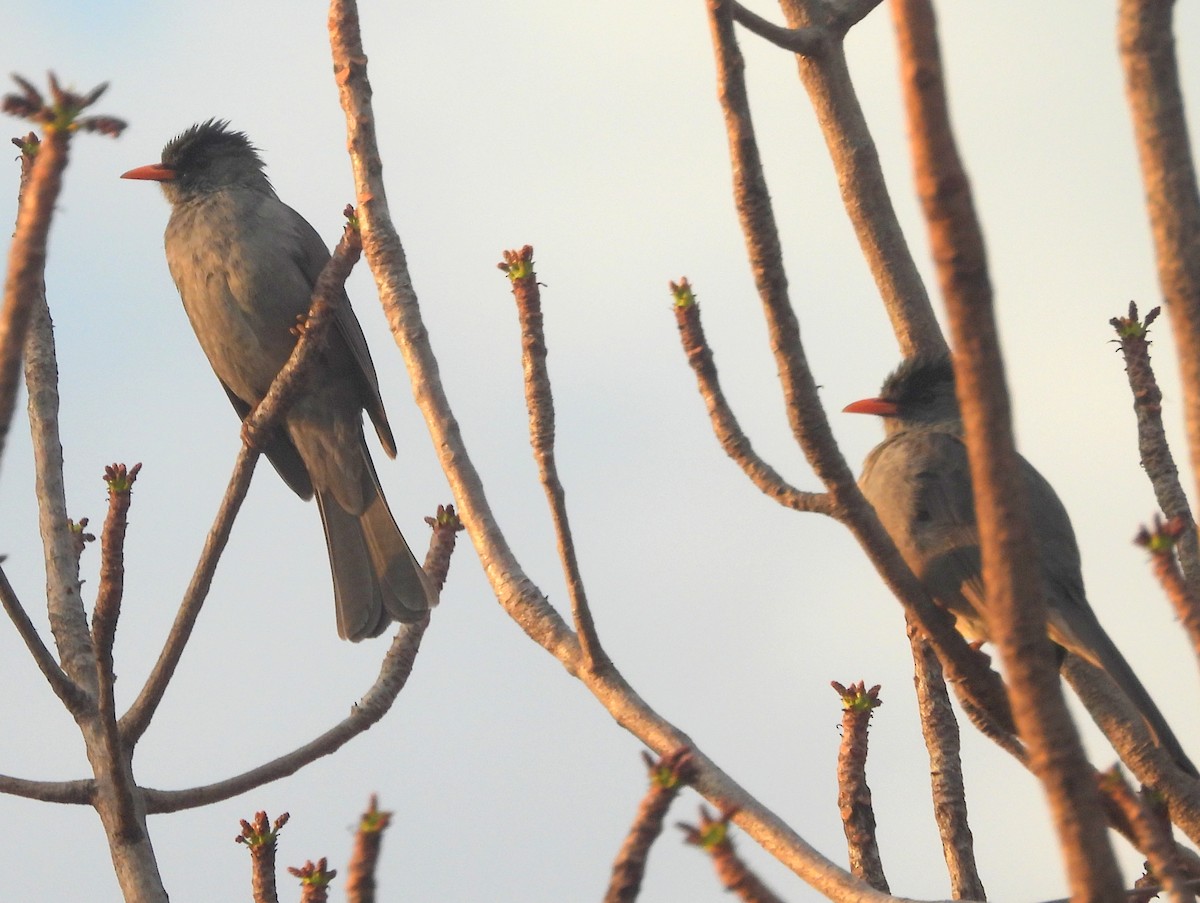 Malagasy Bulbul - ML646401874