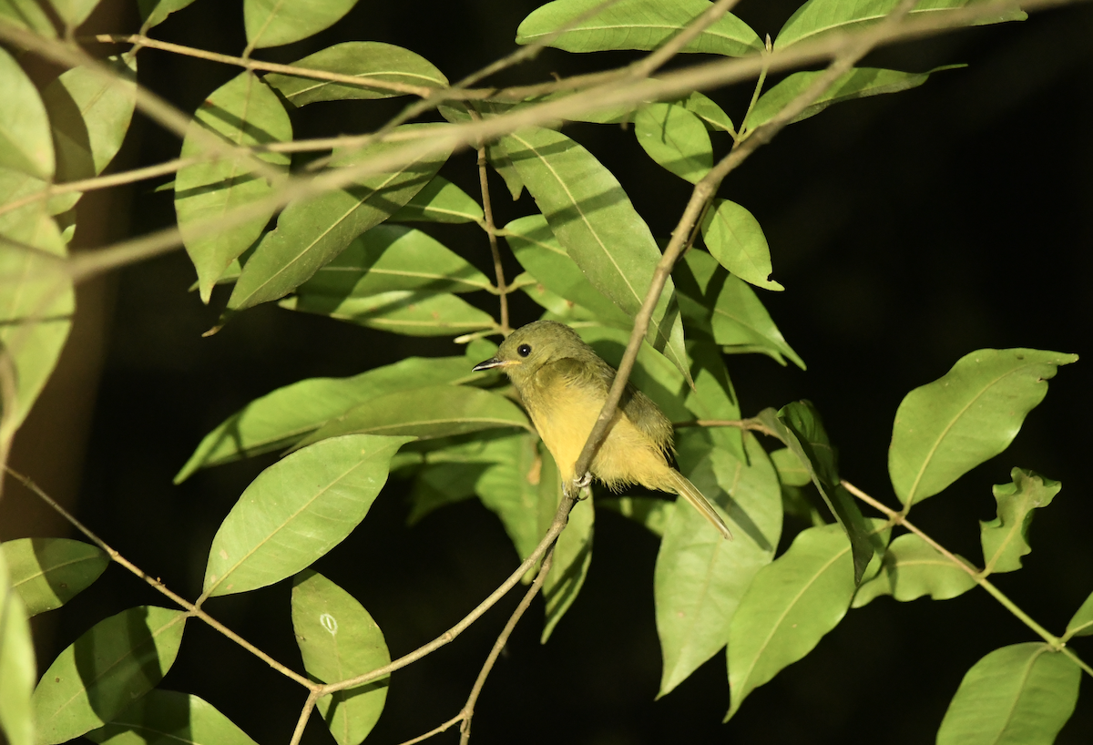 Ochre-bellied Flycatcher - ML646401877