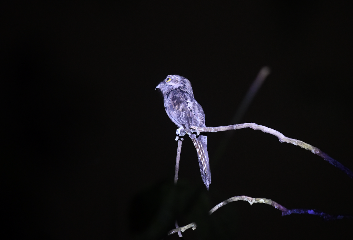 Common Potoo - ML646401881