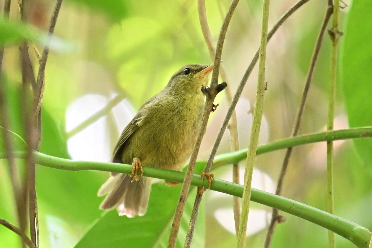 Palau Bush Warbler - ML646401882