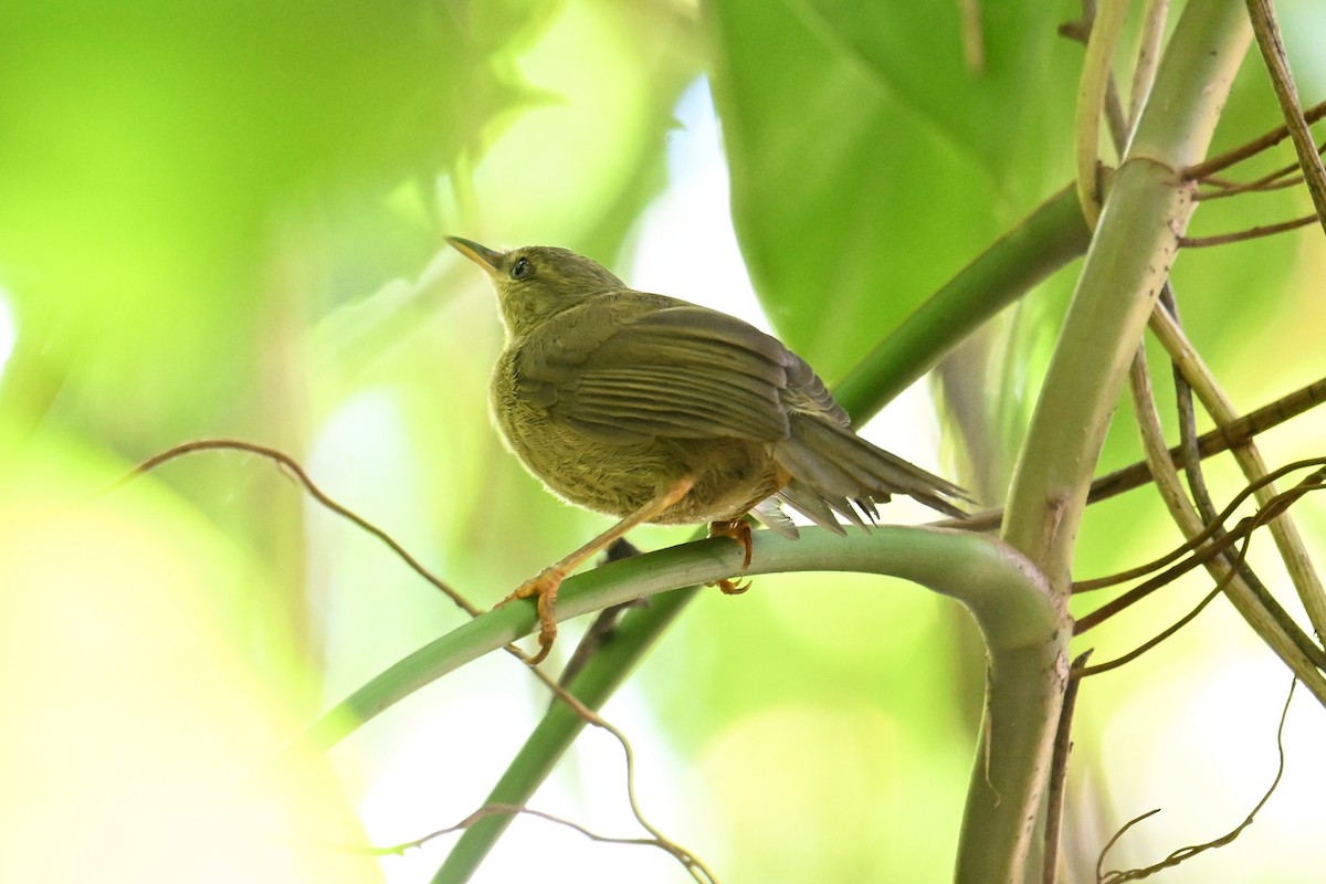 Palau Bush Warbler - ML646401883