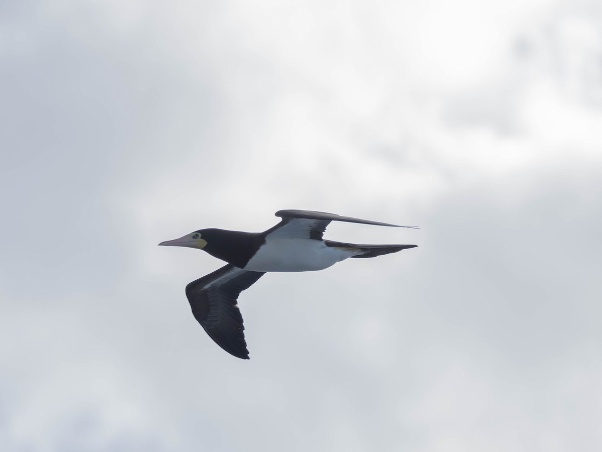 白腹鰹鳥 - ML646401885