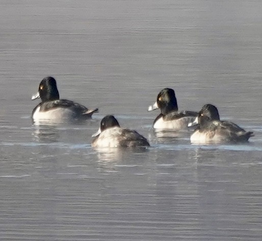 Ring-necked Duck - ML646401886