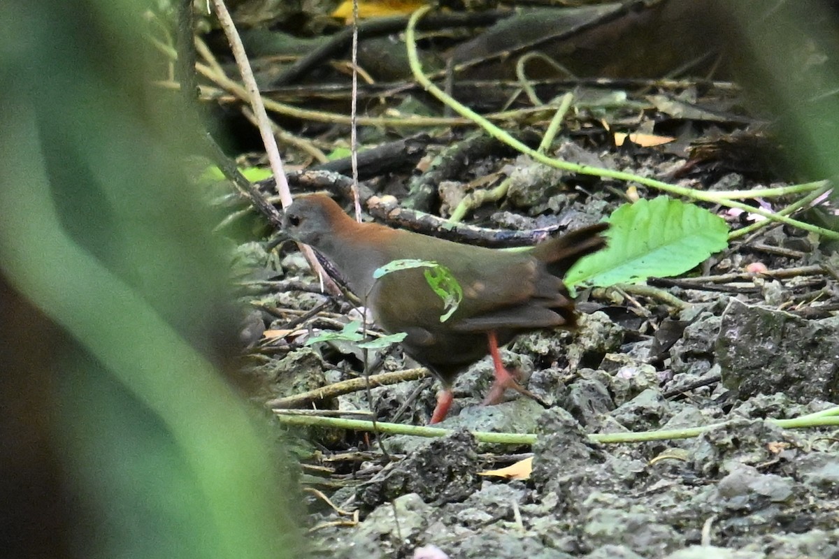 Palau Ground Dove - ML646401887