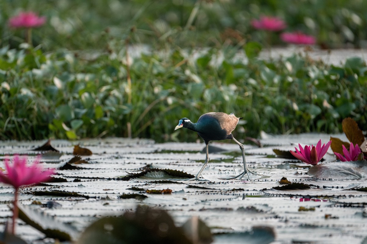 ostnák hnědoocasý - ML646401890