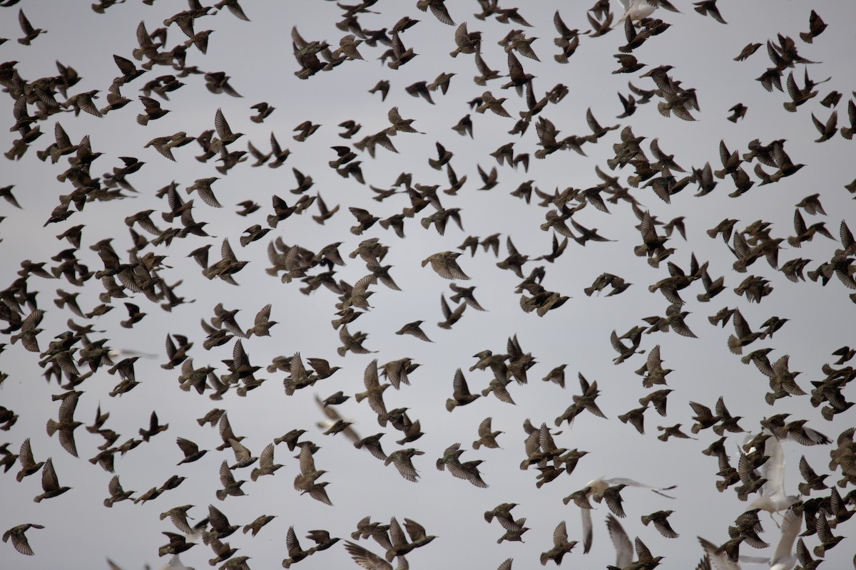 European Starling - ML646401895