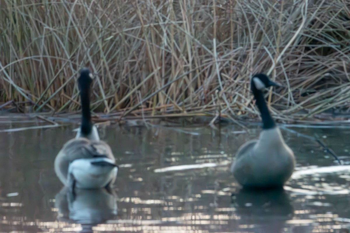 Oca canadese maggiore - ML646401896