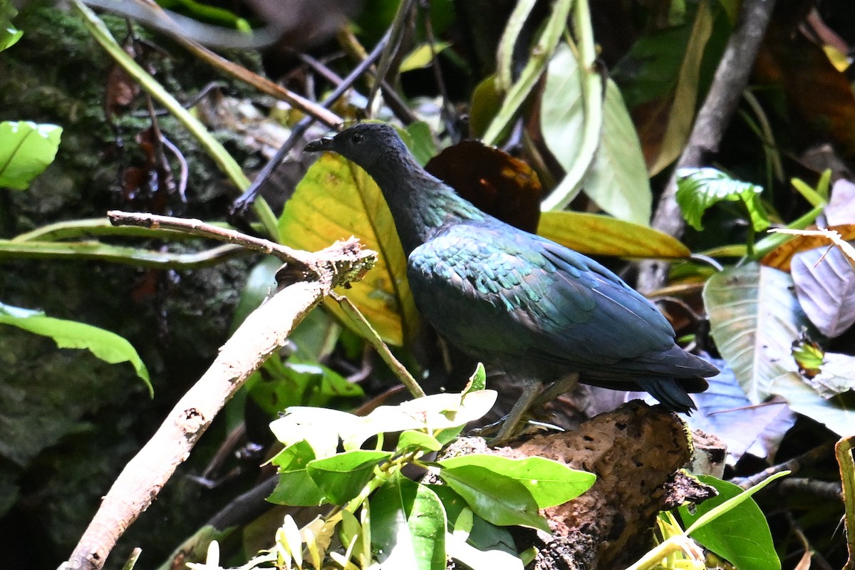 Nicobar Pigeon - ML646401899