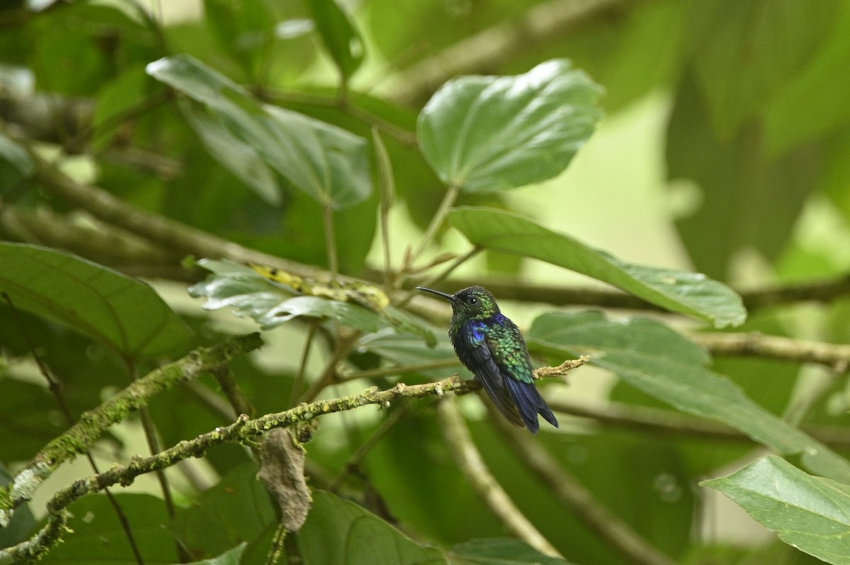Crowned Woodnymph - ML646401900