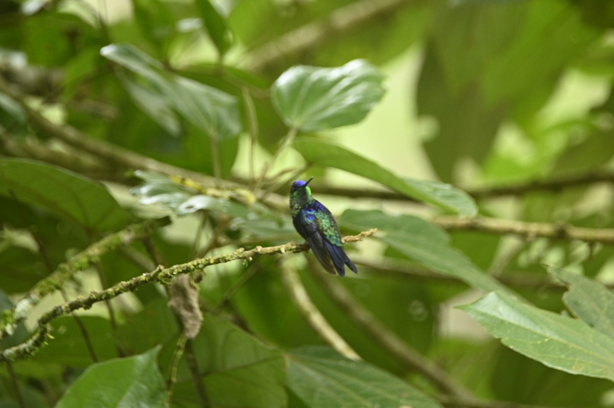 Crowned Woodnymph - ML646401901
