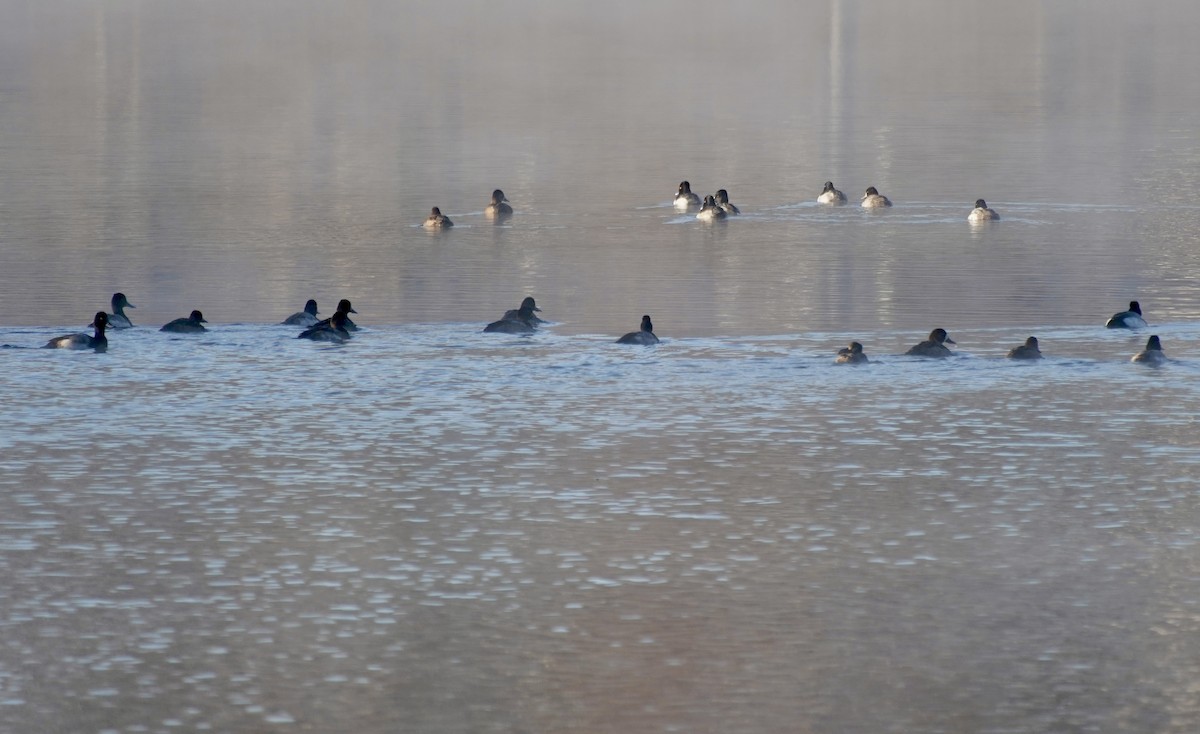 コスズガモ - ML646401903