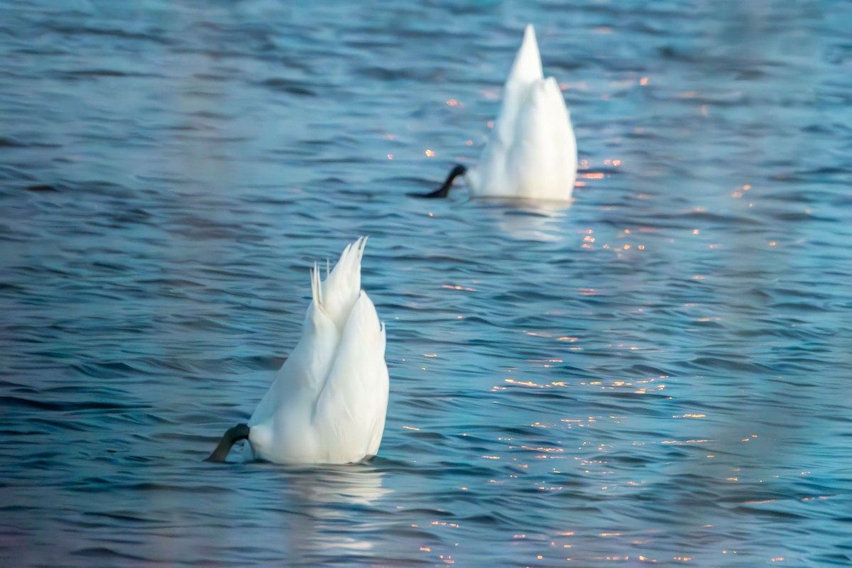 Cigno reale - ML646401904