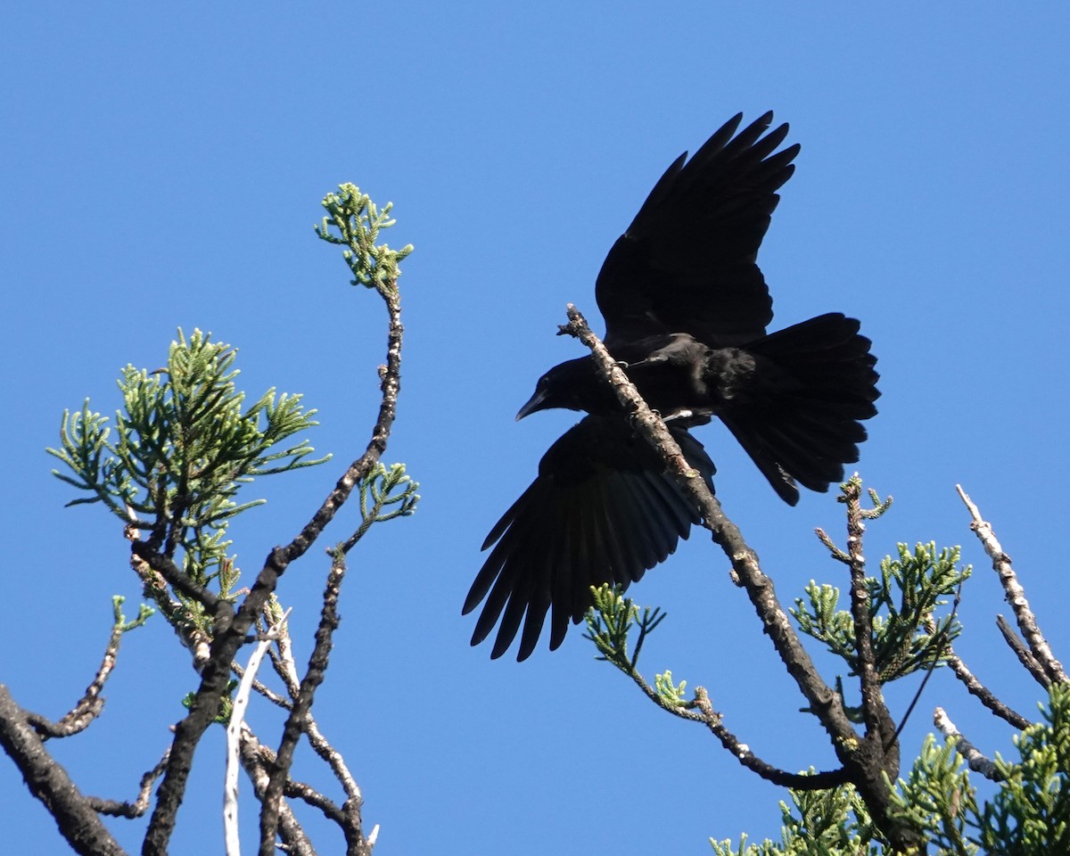 Petit Corbeau - ML646401905