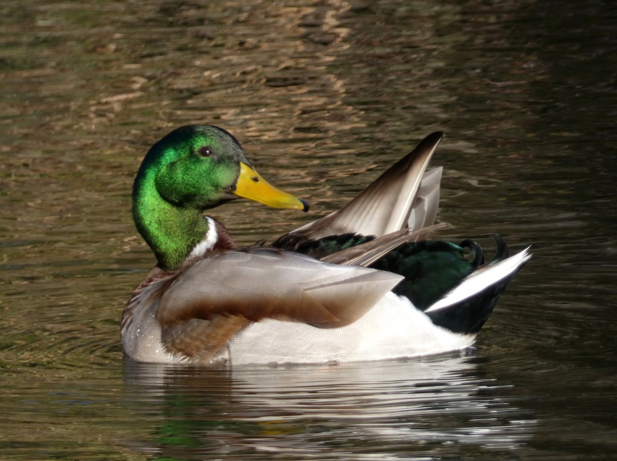 kachna divoká - ML646401909