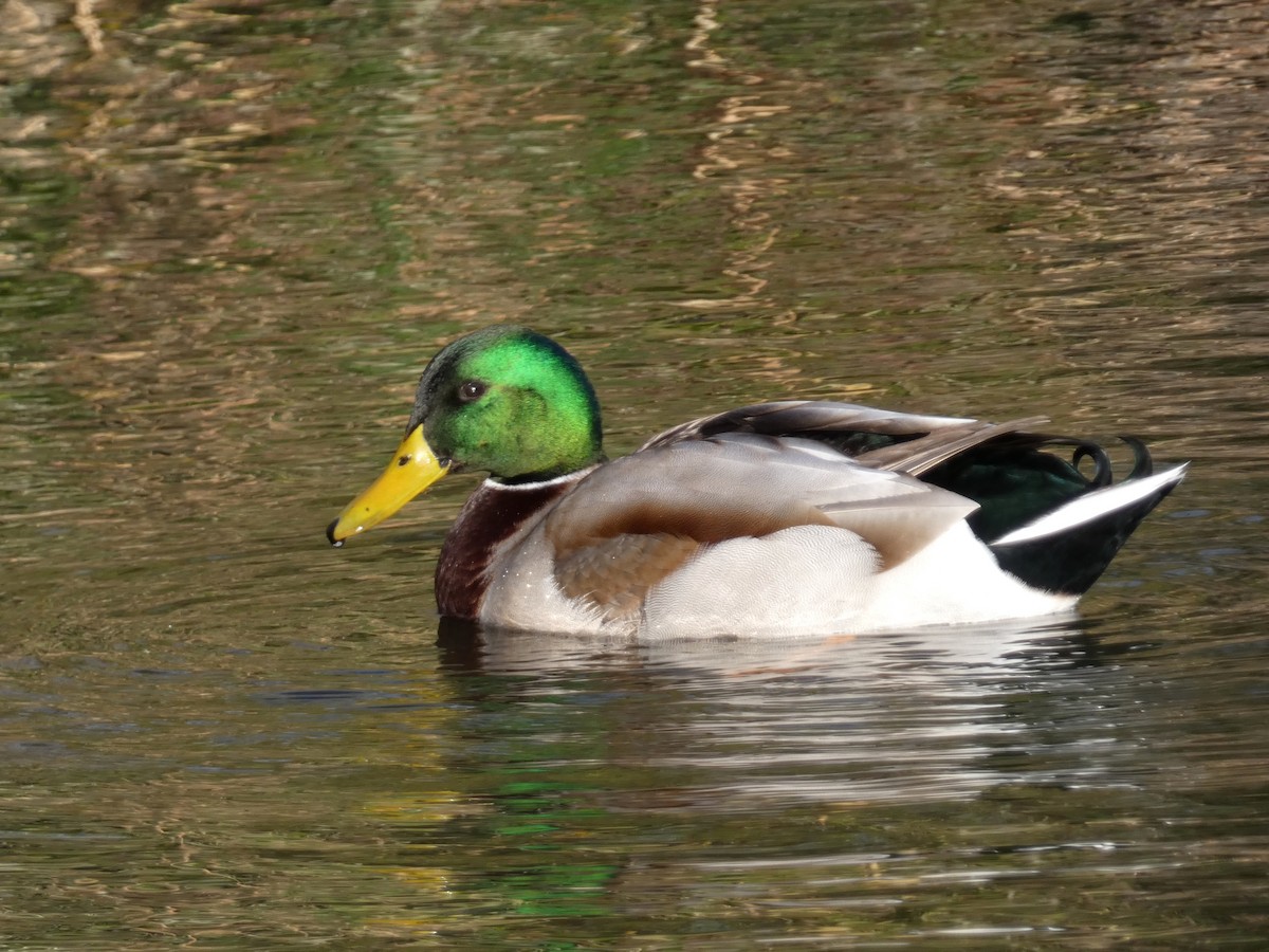 kachna divoká - ML646401910