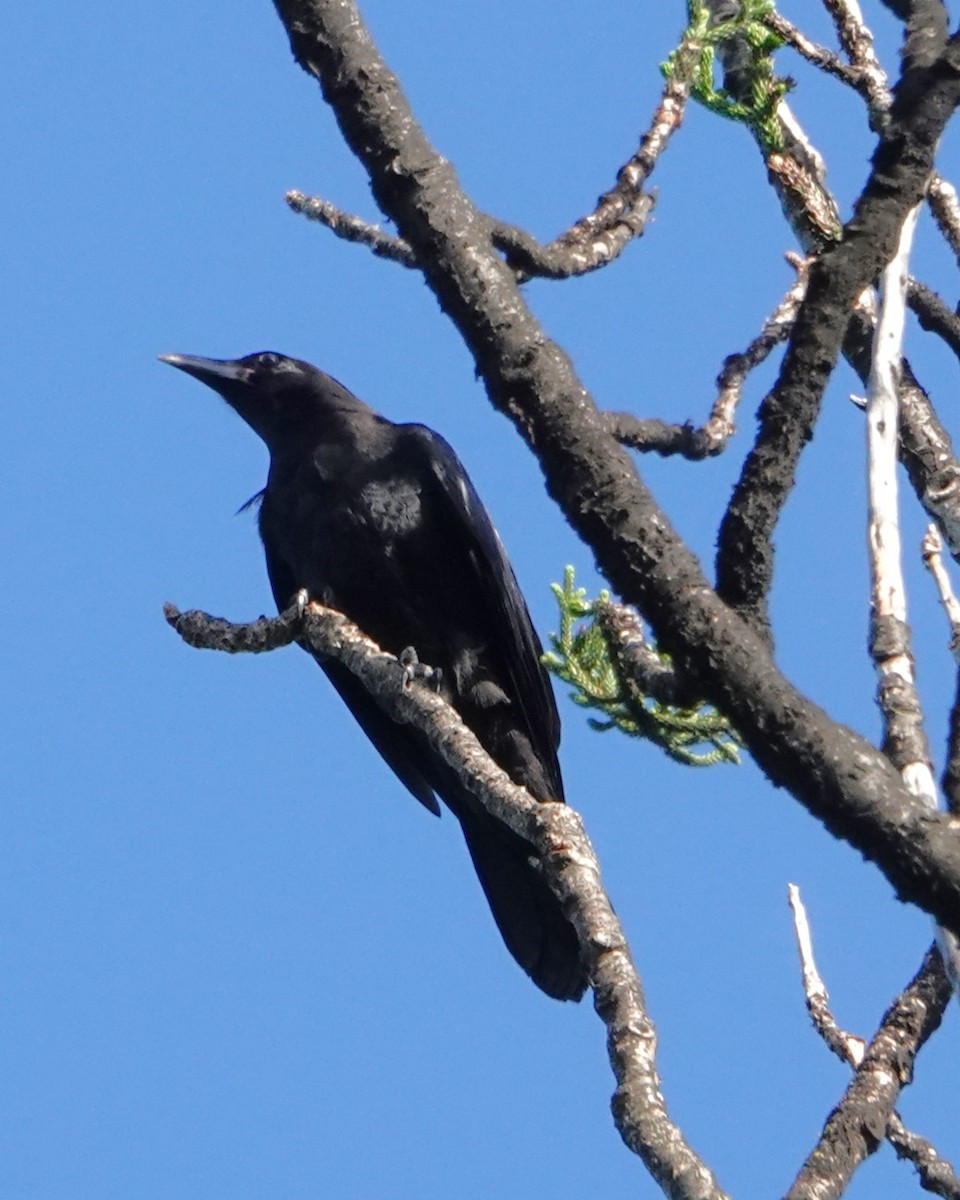 Petit Corbeau - ML646401911