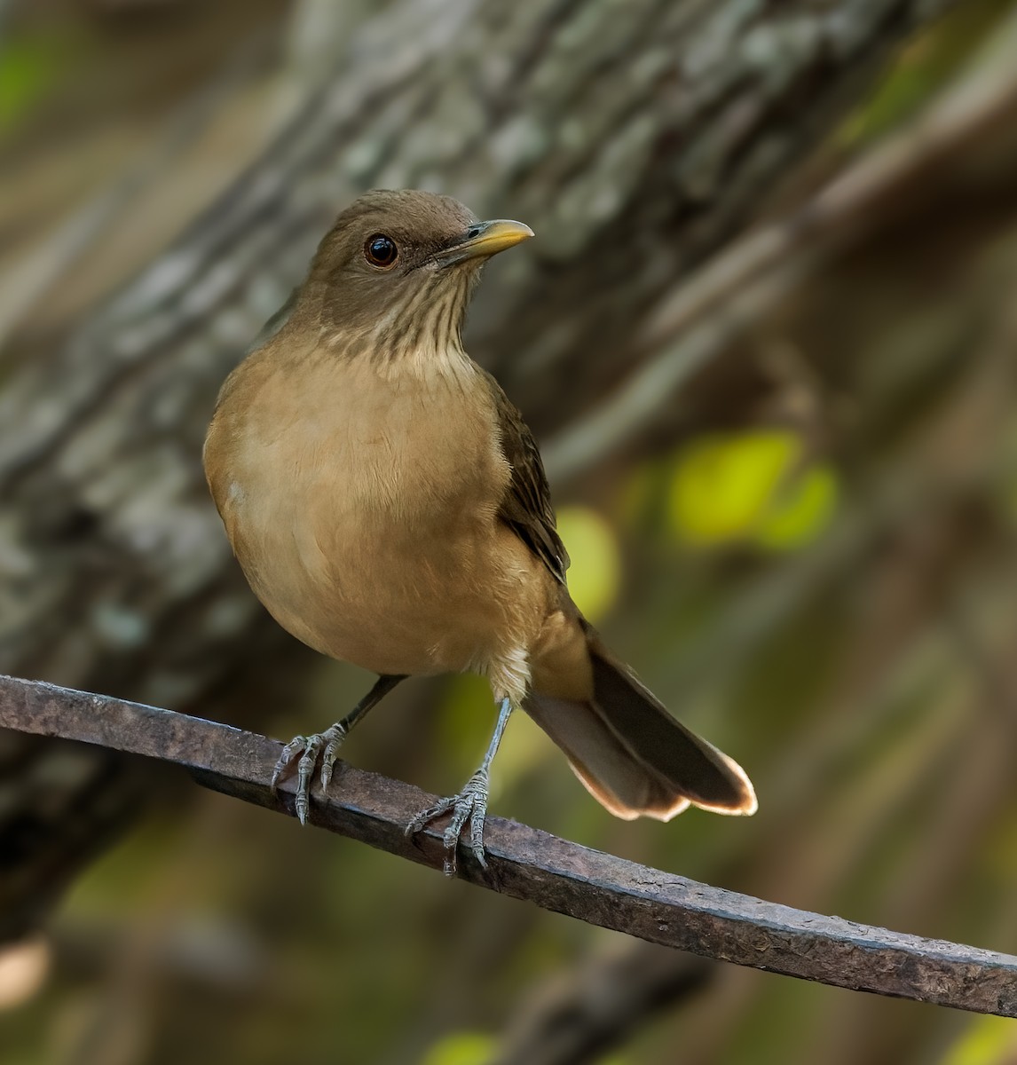 Clay-colored Thrush - ML646401915