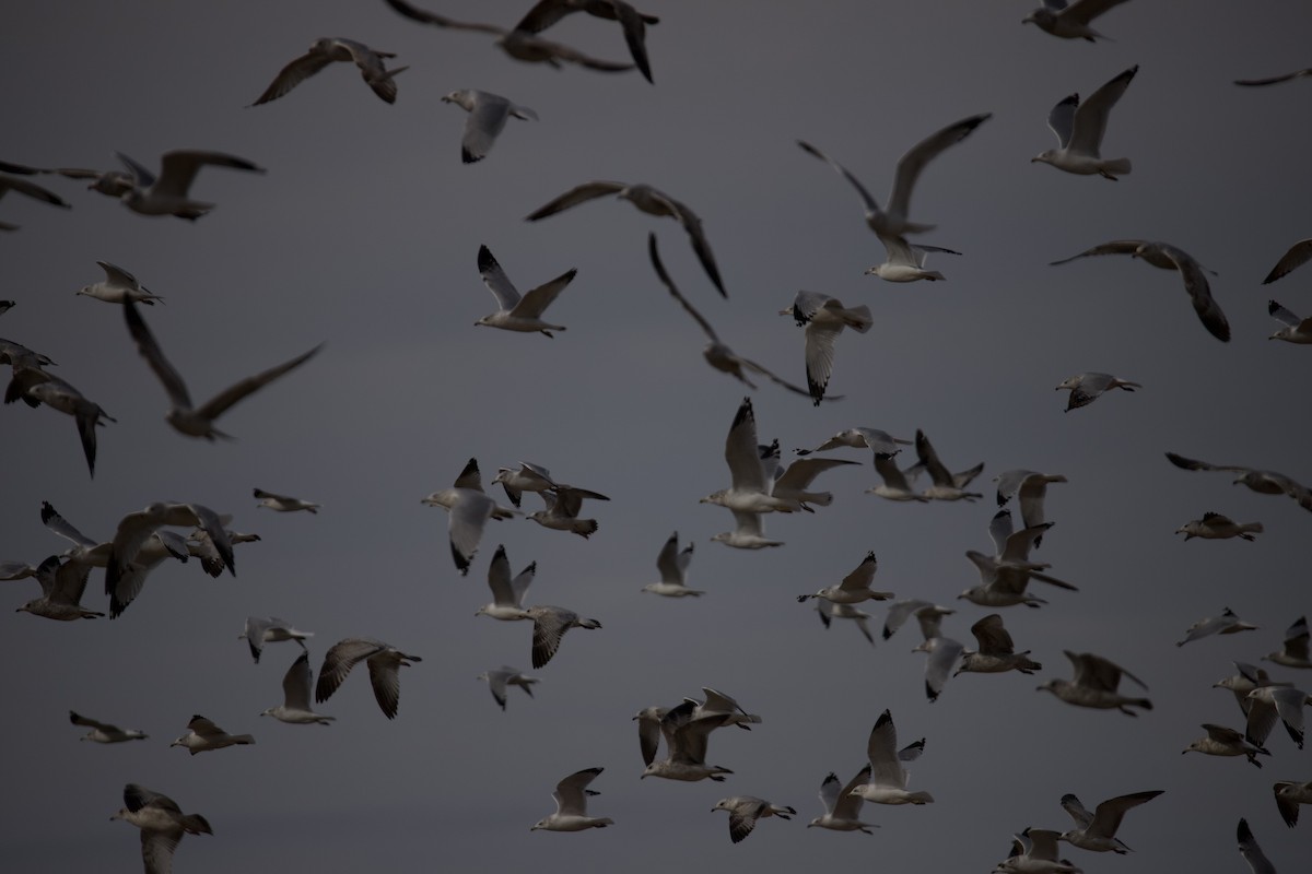 Möwe, unbestimmt - ML646401921