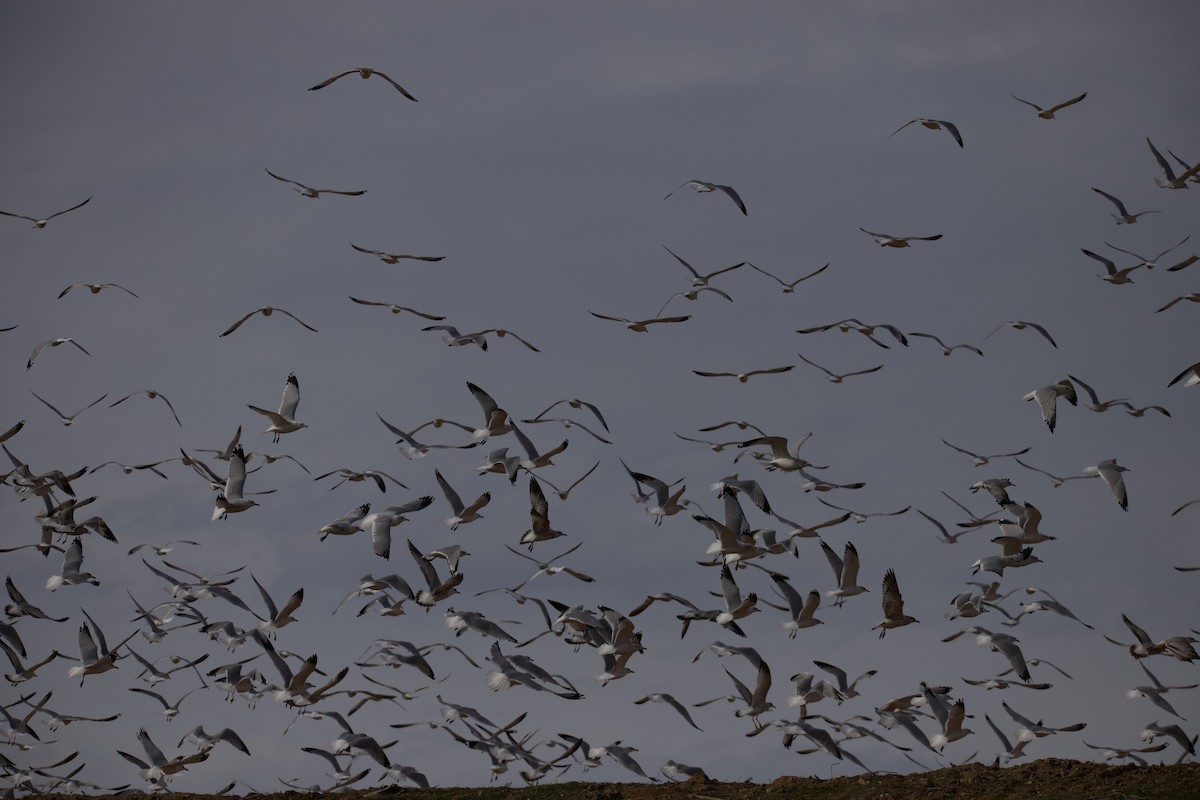 Möwe, unbestimmt - ML646401922