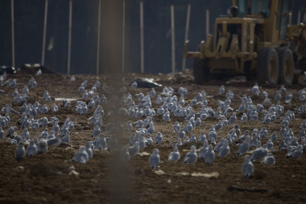 Möwe, unbestimmt - ML646401923