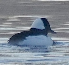 Bufflehead - ML646401924