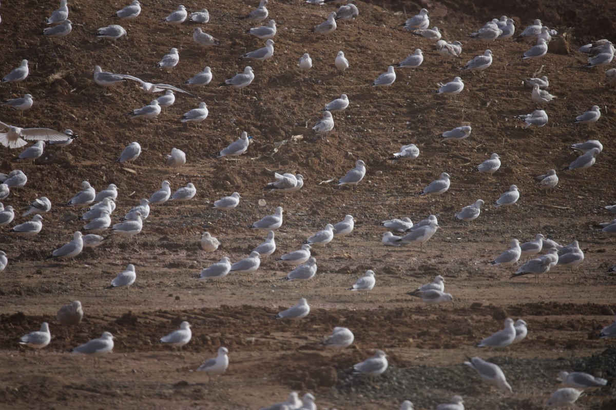 Möwe, unbestimmt - ML646401925