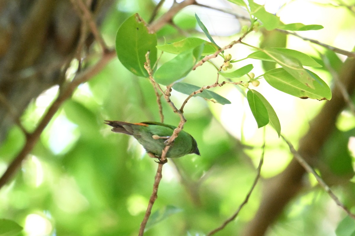 Blue-faced Parrotfinch - ML646401926