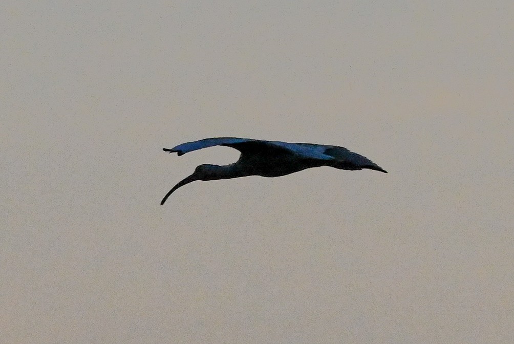 ML646401932 - Wood Stork - Macaulay Library
