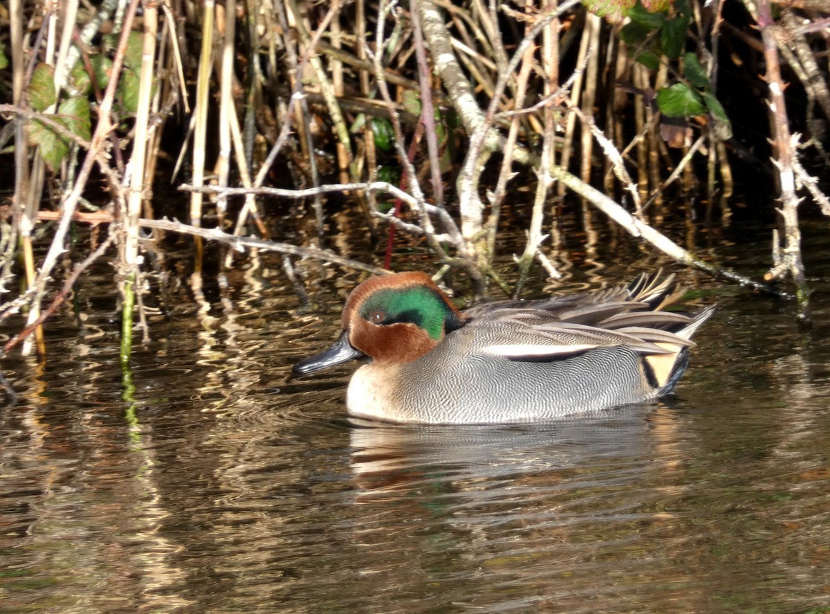 čírka obecná (ssp. crecca) - ML646401933