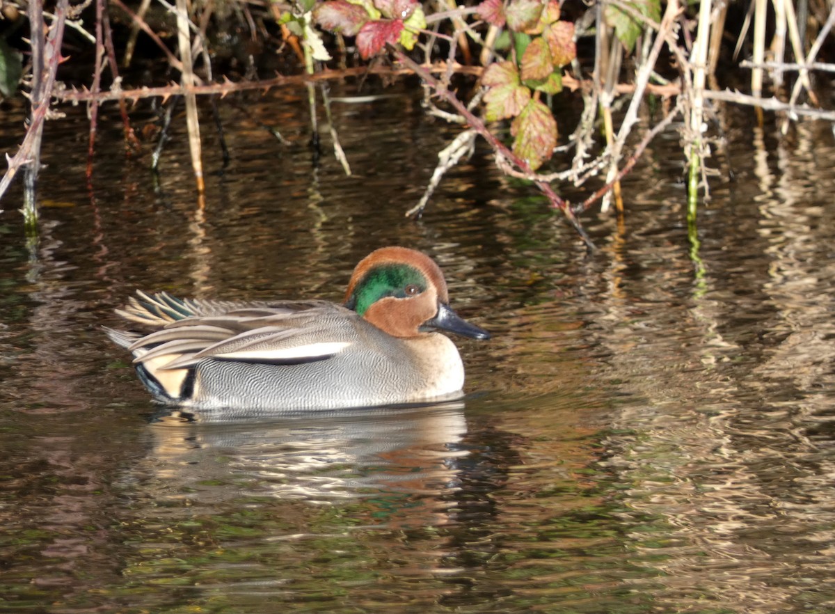 čírka obecná (ssp. crecca) - ML646401934