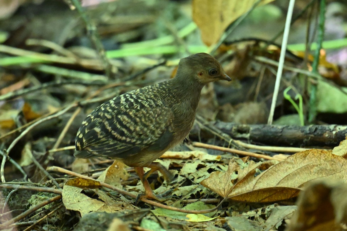 Micronesian Megapode - ML646401935