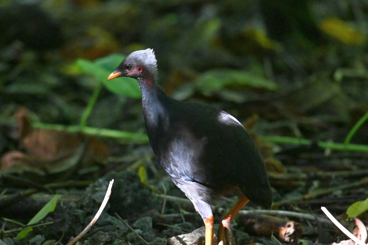 Micronesian Megapode - ML646401936