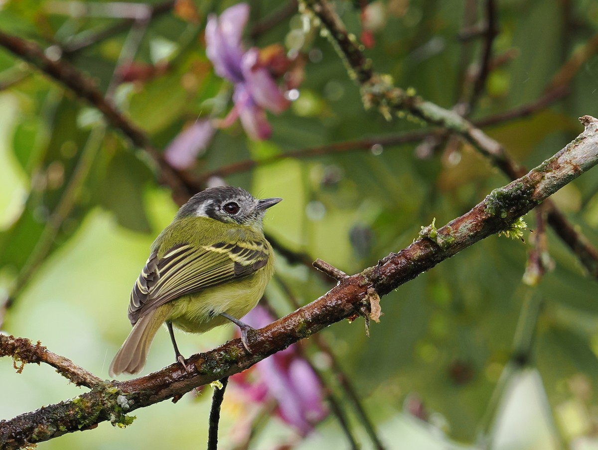 Marble-faced Bristle-Tyrant - ML646401937