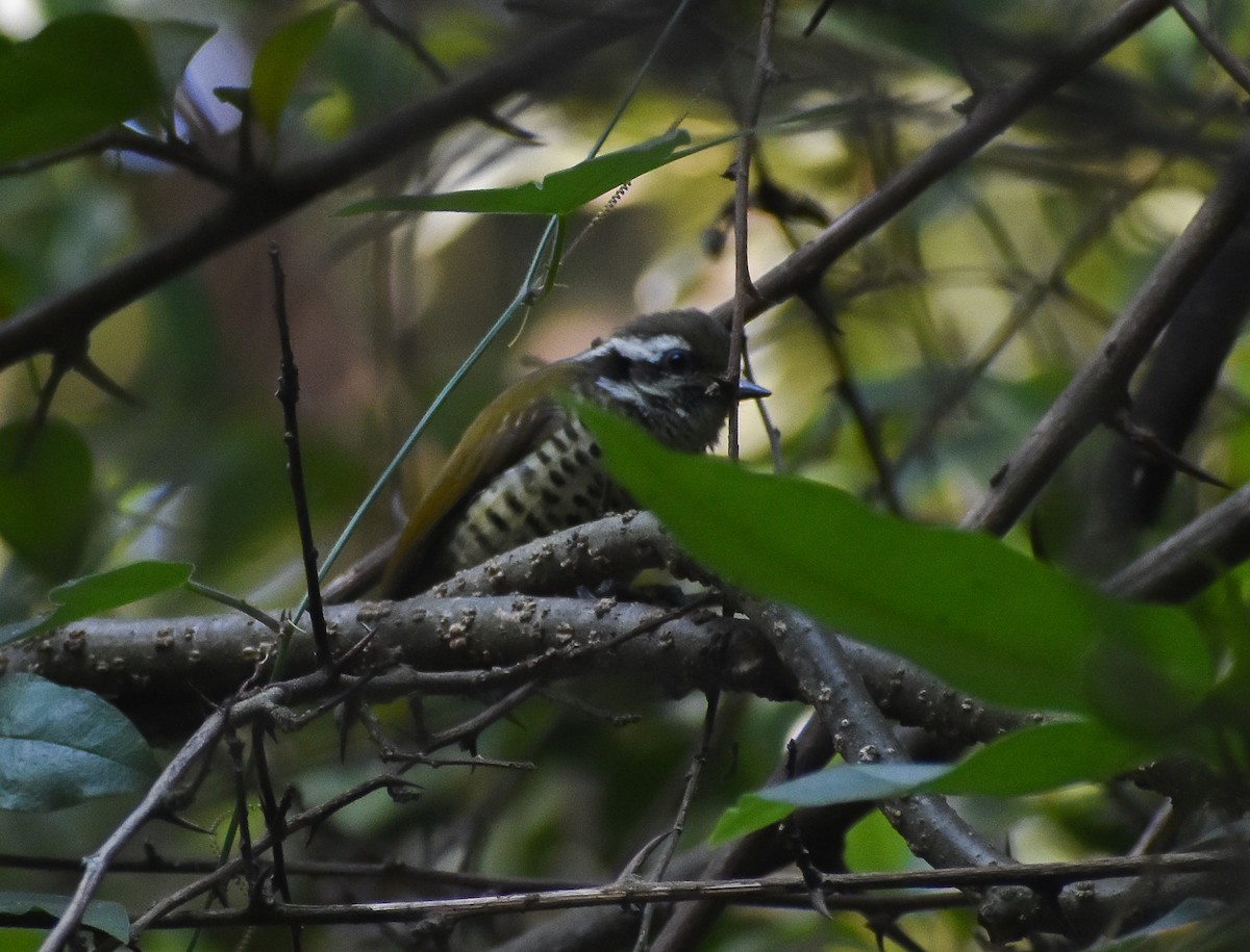 Speckled Piculet - ML646401938