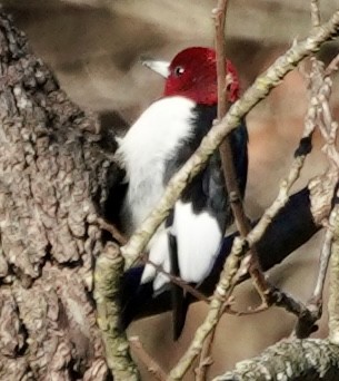 Red-headed Woodpecker - ML646401939