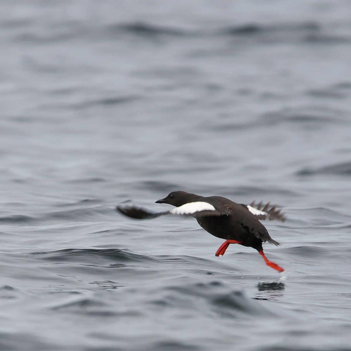Black Guillemot - ML646401946
