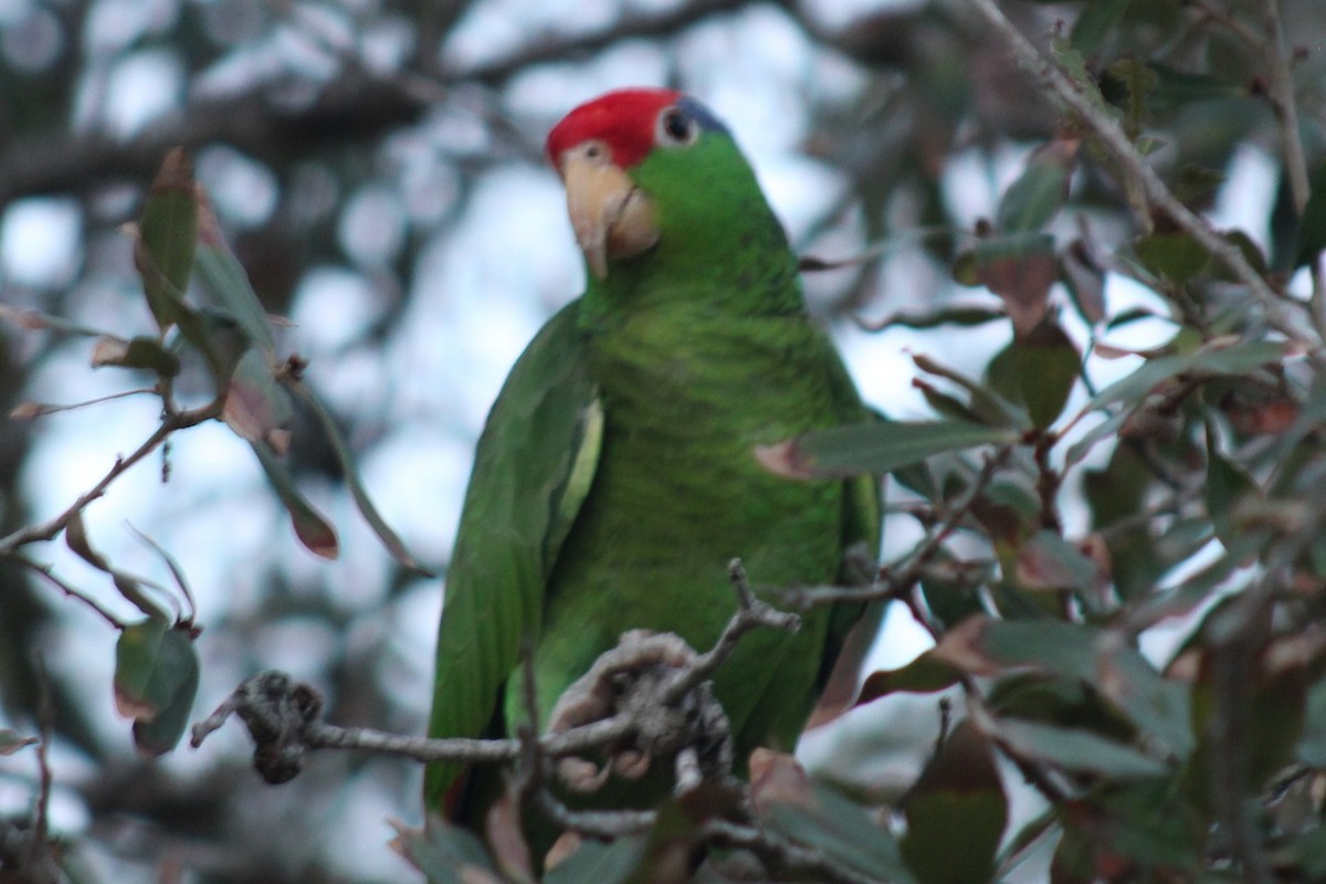 Red-crowned Amazon - ML646401949