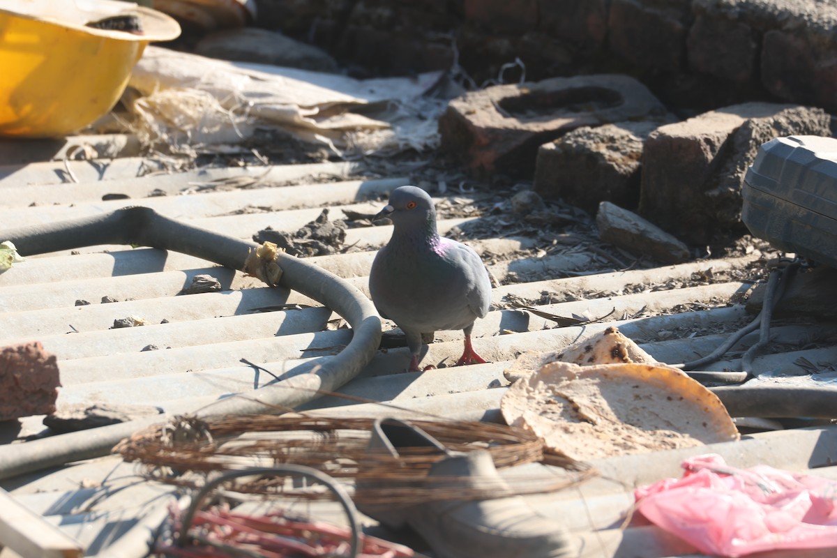 原鴿 - ML646401951